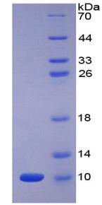 Active Epidermal Growth Factor (EGF)