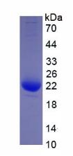 Active Interleukin 1 Beta (IL1b)