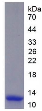 Active S100 Calcium Binding Protein A11 (S100A11)