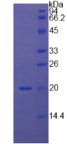 Active Midkine (MK)