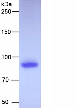 Active Homing Associated Cell Adhesion Molecule (HCAM)