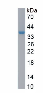 Active Homing Associated Cell Adhesion Molecule (HCAM)