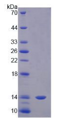 Active Macrophage Migration Inhibitory Factor (MIF)