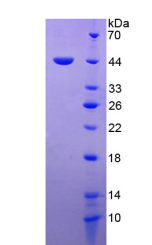 Active Macrophage Migration Inhibitory Factor (MIF)