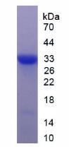 Active Dickkopf Related Protein 1 (DKK1)