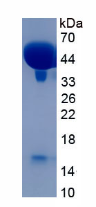 Active Haptoglobin (Hpt)
