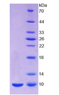 Active Epithelial Neutrophil Activating Peptide 78 (ENA78)
