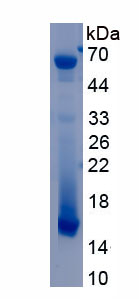 Active Peroxisome Proliferator Activated Receptor Gamma (PPARg)