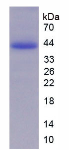 Active Extracellular Signal Regulated Kinase 2 (ERK2)