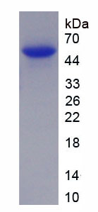 Active Alanine Aminopeptidase (AAP)