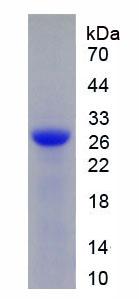 Active Deoxyribonuclease I (DNASE1)