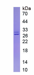 Active Integrin Alpha X (CD11c)