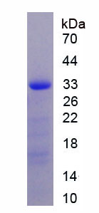 Active Taxilin Alpha (TXLNa)