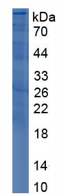 Active Plasminogen (Plg)