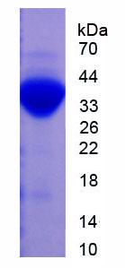 Active Plasminogen (Plg)