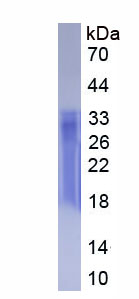 Active Tetraspanin 30Cluster of Differentiation 63 (CD63)