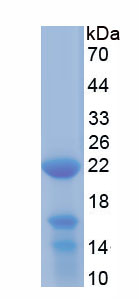 Active Proteinase 3 (PR3)