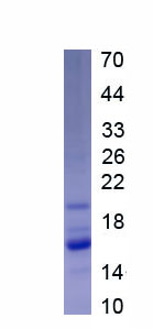 Active Heparin Binding Epidermal Growth Factor Like Growth Factor (HBEGF)
