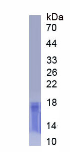 Active Myeloid Progenitor Inhibitory Factor 1 (MPIF1)