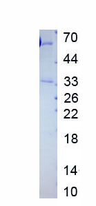 Active Glypican 2 (GPC2)