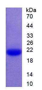 Active Caspase 1 (CASP1)