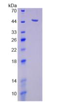 Active Neuraminidase (NEU)