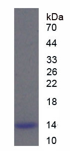 Active Surfactant Protein C (SP-C)