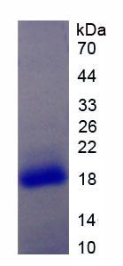 Active Interleukin 17 Receptor A (IL17RA)