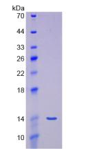 APB653Hu01.jpg