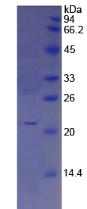 Active Interleukin 25 (IL25)