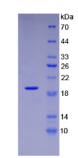 Active Vascular Endothelial Growth Factor 165 (VEGF165)