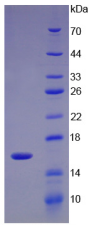 Active UDP Glucose Ceramide Glucosyltransferase (UGCG)