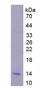 Active Signal Transducer And Activator Of Transcription 3 (STAT3)