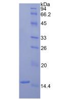 Active Coagulation Factor VII (F7)