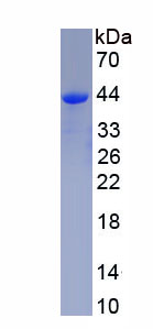 Active Annexin A2 (ANXA2)