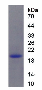 Active Superoxide Dismutase 1 (SOD1)