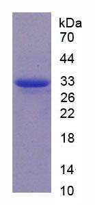 Active Calpain 1 (CAPN1)