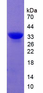 Active Calpain 1 (CAPN1)