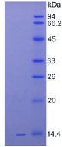 Active Interleukin 33 (IL33)