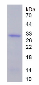 Active Interleukin 34 (IL34)