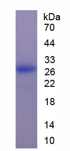 Active Interleukin 29 (IL29)