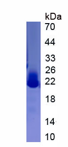 Active Interleukin 22 (IL22)