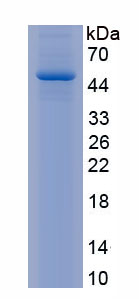 Active Bone Morphogenetic Protein 8B (BMP8B)