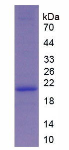 Active Collagen Type VI Alpha 1 (COL6a1)