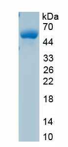 Active Antithrombin (AT)