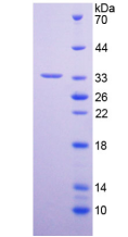 Active Peptidylglycine Alpha Amidating Monooxygenase (PAM)