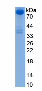 Active Peptidylglycine Alpha Amidating Monooxygenase (PAM)
