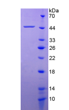 Active Platelet Derived Growth Factor D (PDGFD)