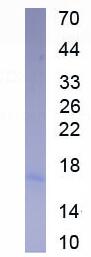 Active T-Cell Surface Glycoprotein CD3 Epsilon (CD3e)