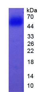 Active Cytochrome P450 1A2 (CYP1A2)